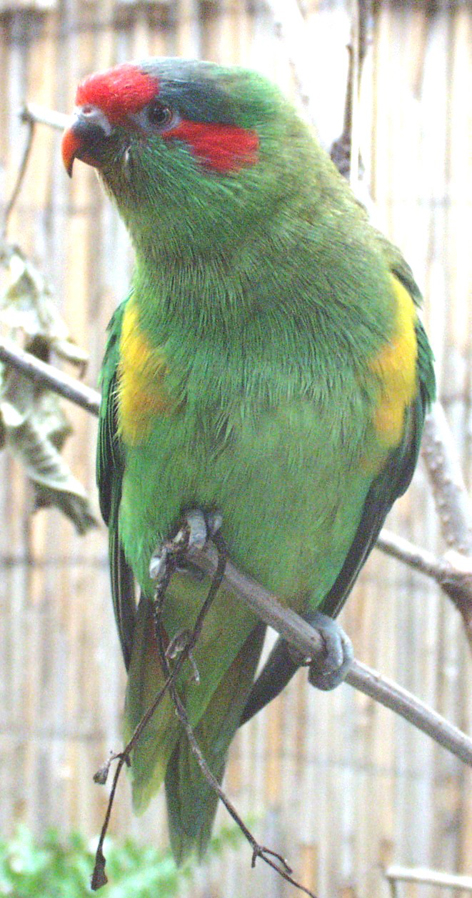 紅耳綠吸蜜鸚鵡(圖5)