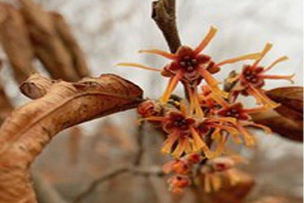 Hamamelis vernalis