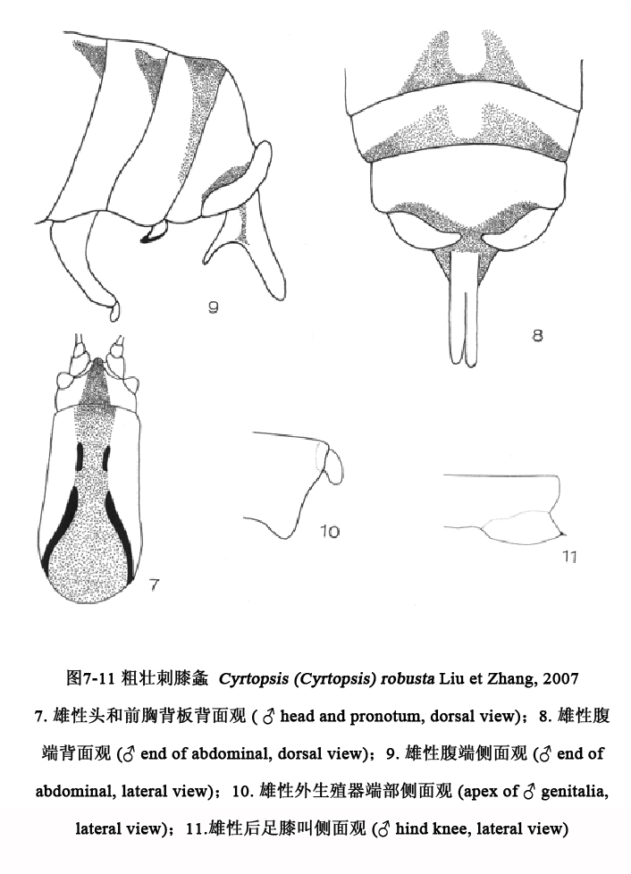 粗壯刺蟋螽