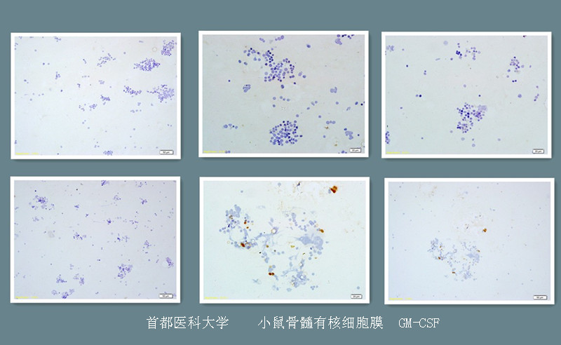 北京華英生物技術研究所