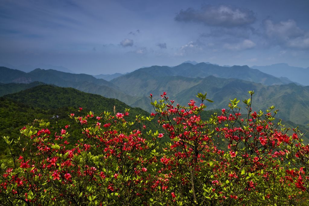 茶樹坪村