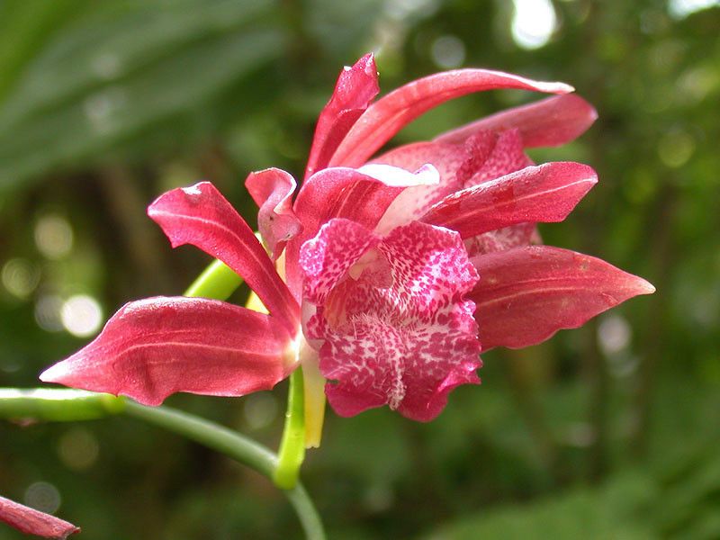 紫花鶴頂蘭(細莖鶴頂蘭)