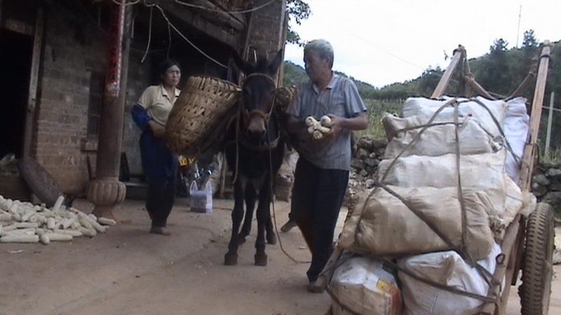 茶樹坪自然村