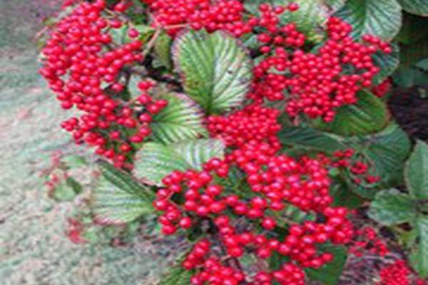 Viburnum dilatatum \x27Henneke\x27 CARDINAL CANDY