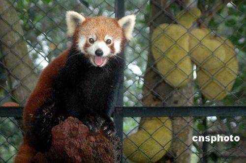 海口金牛嶺動物園