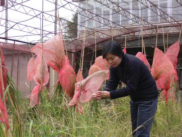 福建省農業科學院水稻研究所研究員王金英