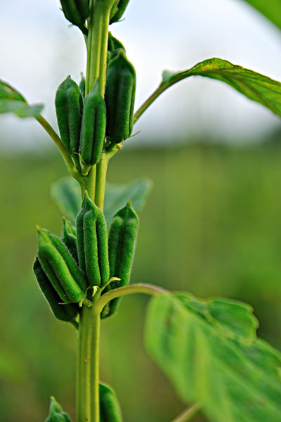 芝麻(芝麻科芝麻屬植物)