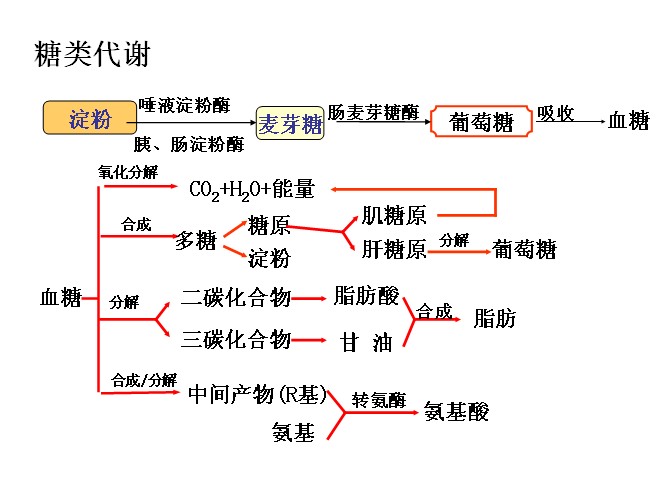 糖類代謝