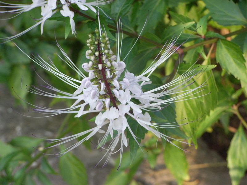 腎茶花