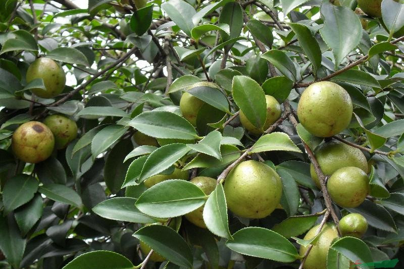 油茶無性系贛州油 8 號