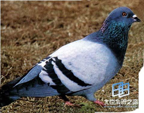 鳩