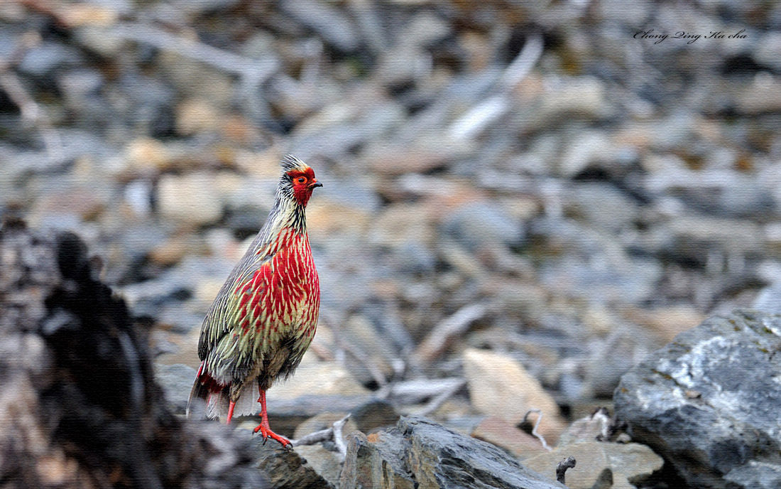 血雉四川亞種