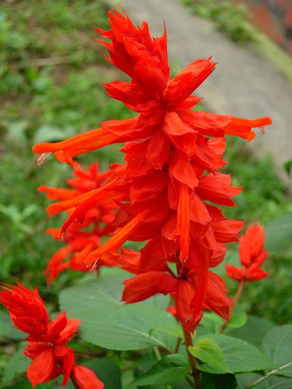 紅褐變種