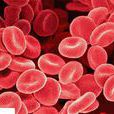 紅細胞(血液細胞)