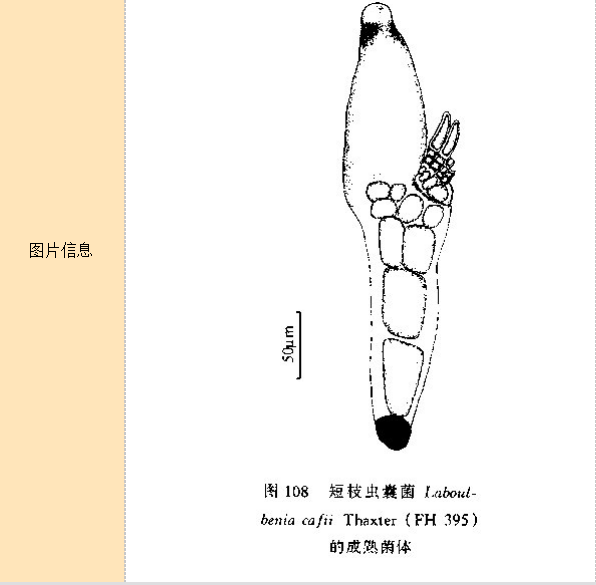 短枝蟲囊菌