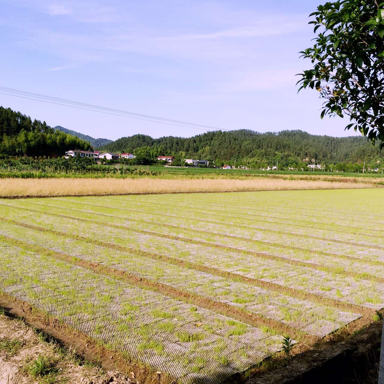 豐田村(湖南省瀏陽市達滸鎮下轄村)