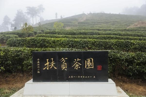 丹寨扶貧茶園