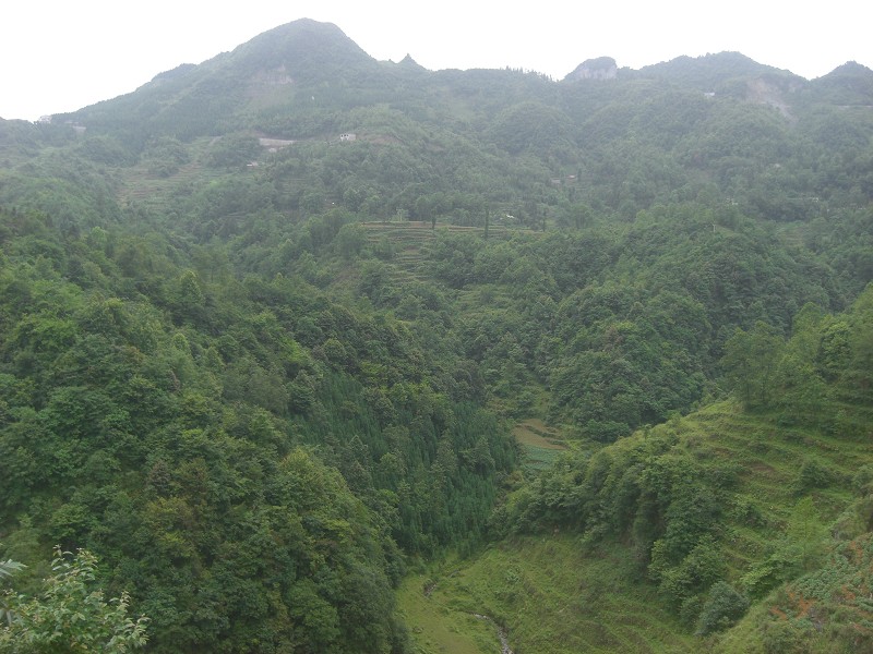 前進村(貴州畢節市織金縣白泥鎮前進村)