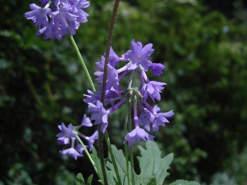 羽葉穗花報春