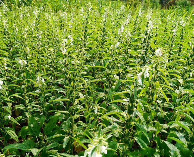 項城白芝麻