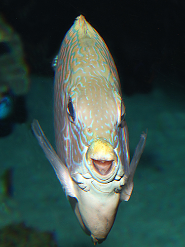 點斑藍子魚