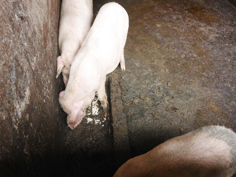 頭坪子自然村-家豬養殖