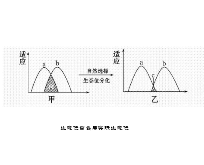 實際生態位