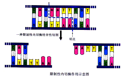 限制酶切割產生的粘性末端