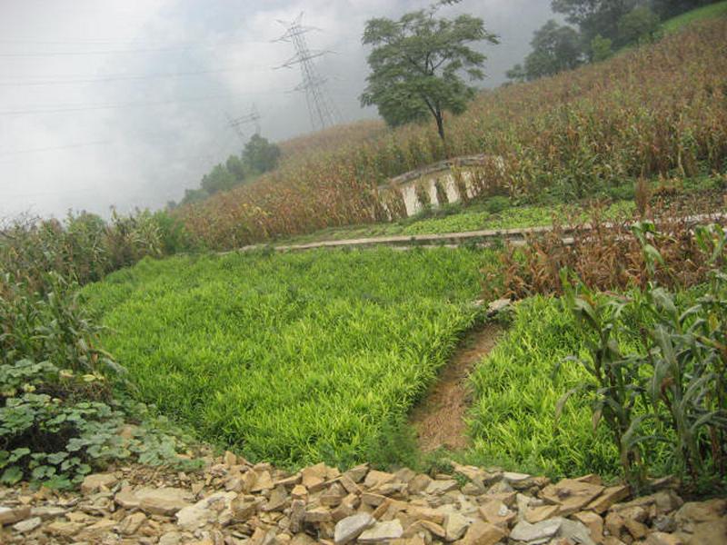 田元村(大關縣翠華鎮下轄村)