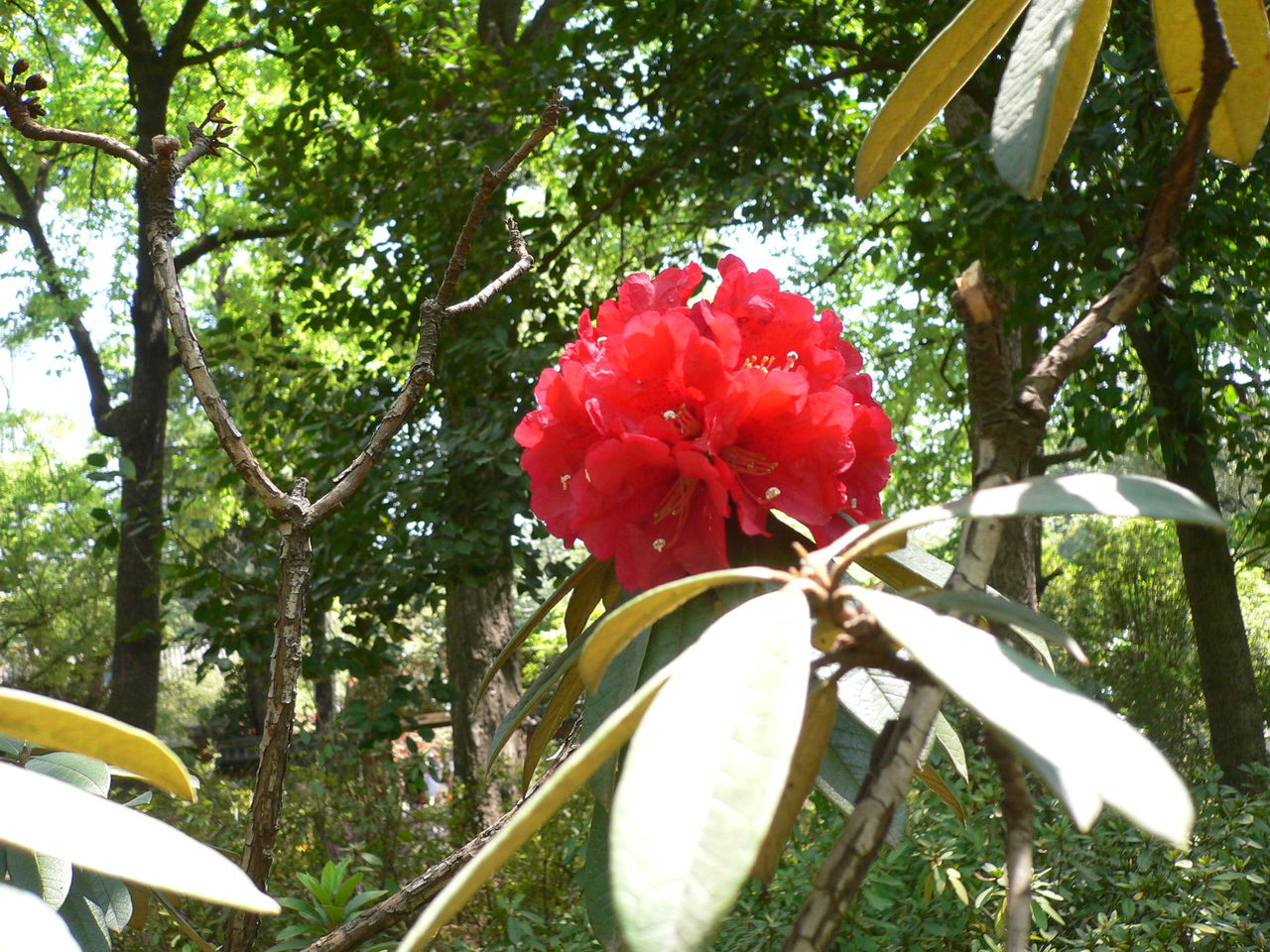 馬纓花