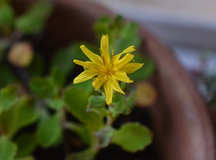 還陽參(菊苣族還陽參屬植物)