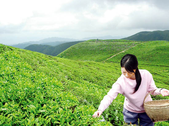 茶葉深加工技術