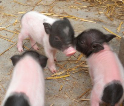 小香豬飼養技術