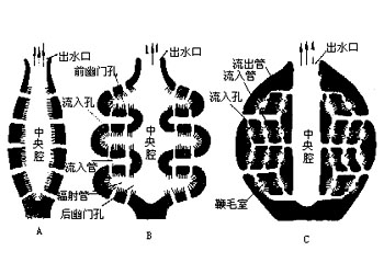 水溝系分類