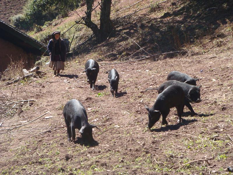 肉豬放養