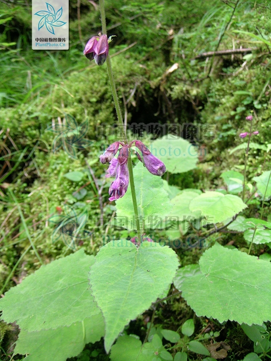 寶興鼠尾草