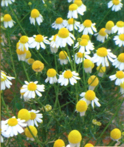 果香菊屬