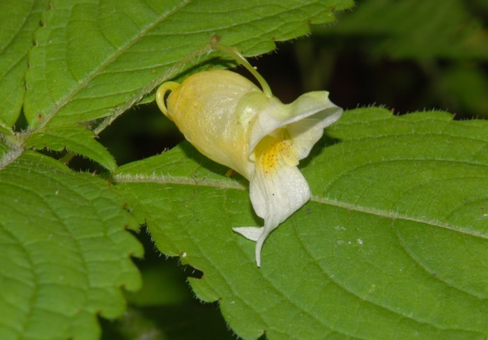 米林鳳仙花