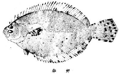 大鱗擬棘鮃