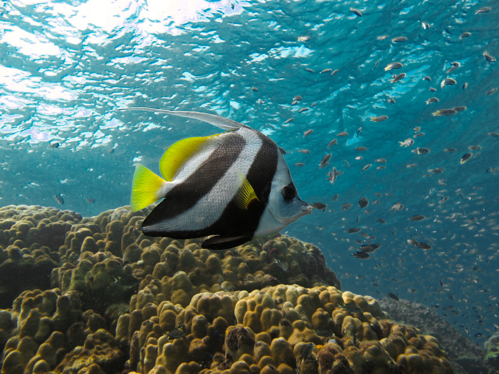 馬夫魚(黑白關刀魚)