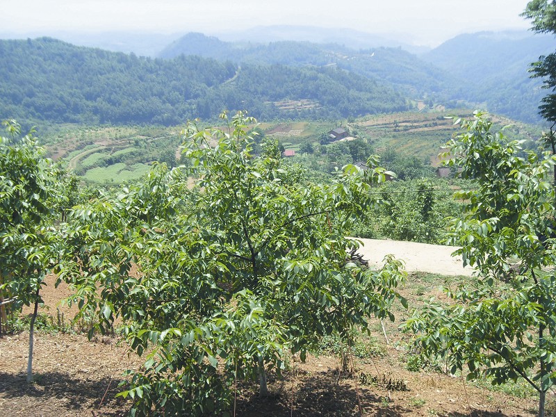 全伏山村