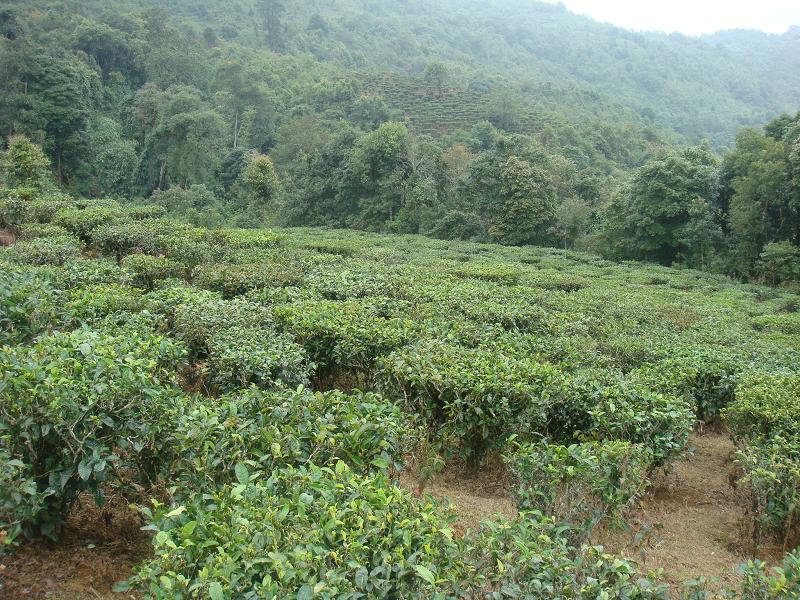 茶產業