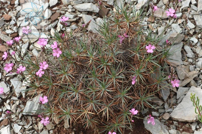 刺葉彩花