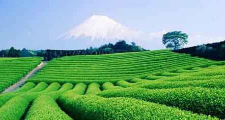 海清峰種植茶園