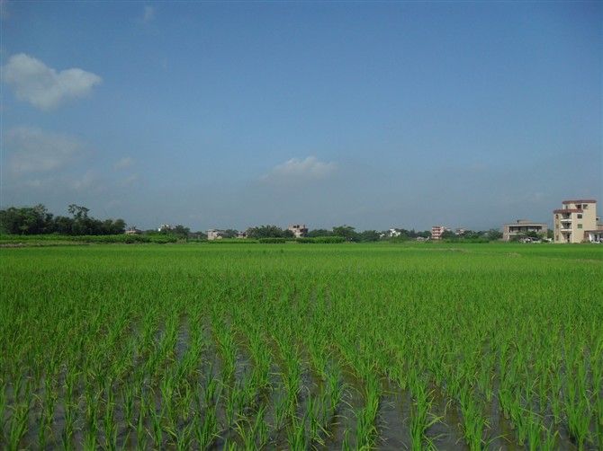 鳳凰村(雲南省昭通市永善縣檜溪鎮強勝村鳳凰村)