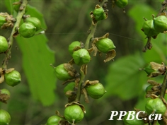 中國旌節花 Stachyurus chinensis