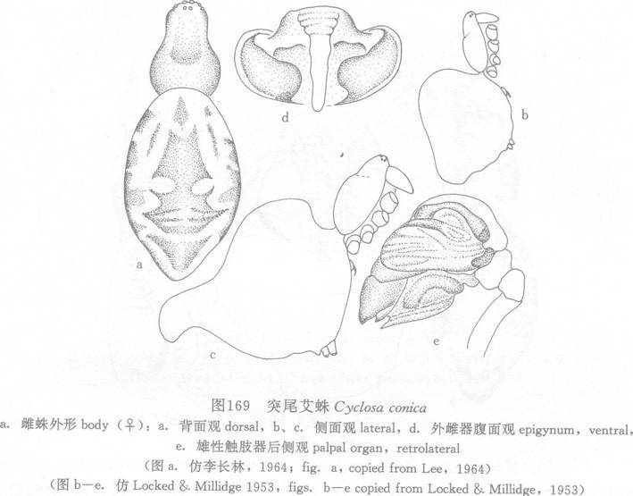 突尾艾蛛