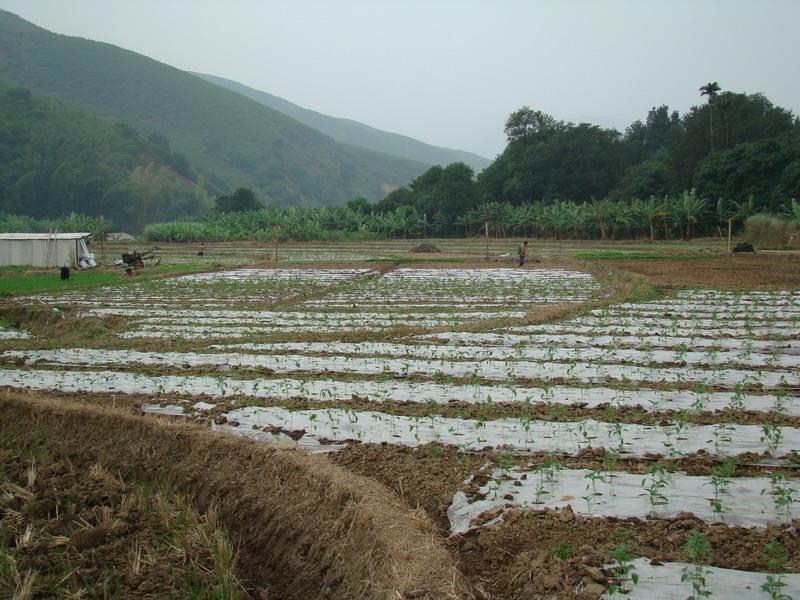 村中田園