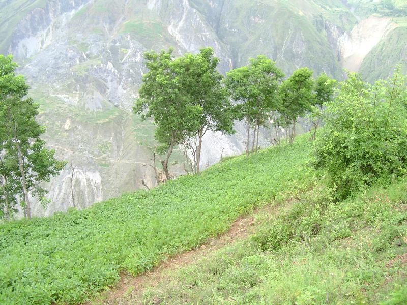 大花地自然村