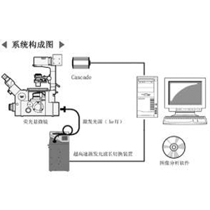 高速鈣離子成像系統